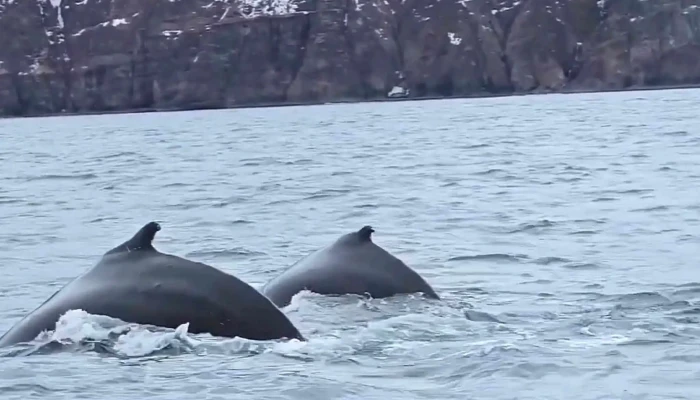 Husavik Adventures -  Athugasemdir - Húsavík