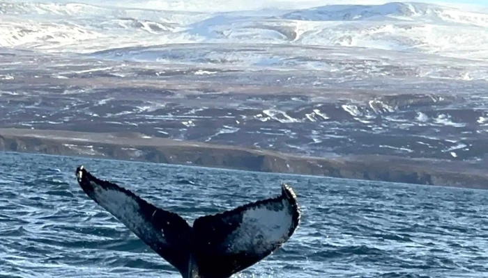 Husavik Adventures -  Numer - Húsavík