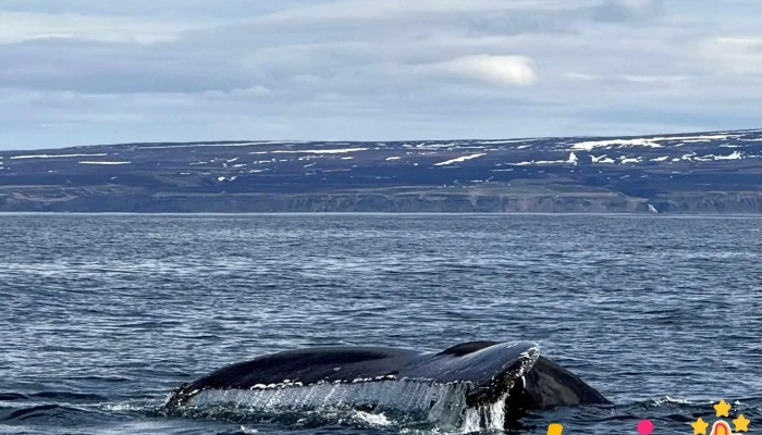 Husavik Adventures -  Nyjast - Húsavík