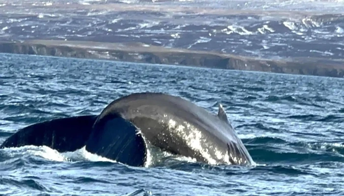 Husavik Adventures -  Safn - Húsavík