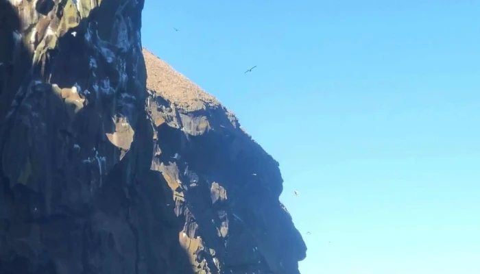 Kayak And Puffins -  Heimilisfang - Vestmannaeyjabær