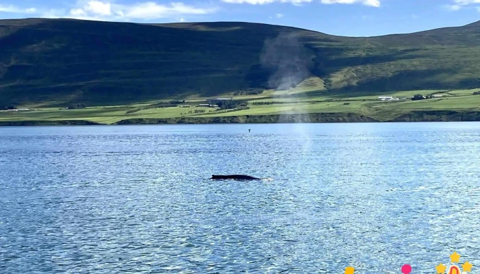 Keli Sea Tours - Whale Watching Akureyri - Ísland