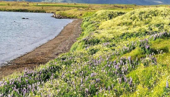Korpúlfsstaðavöllur - Reykjavík