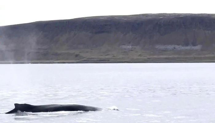 Láki Tours - Hólmavík