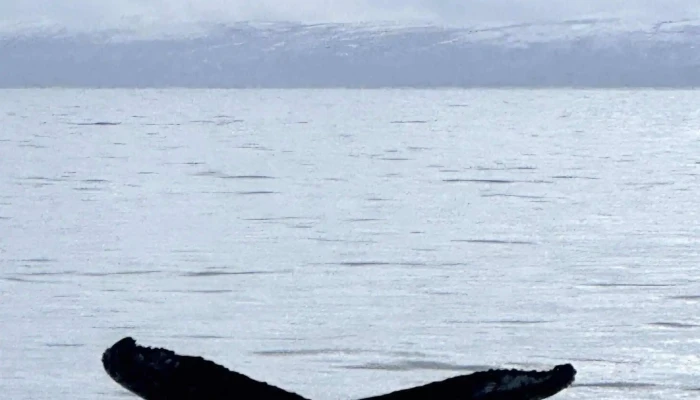 Laki Tours Hvernig A Að Komast þangað - Hólmavík