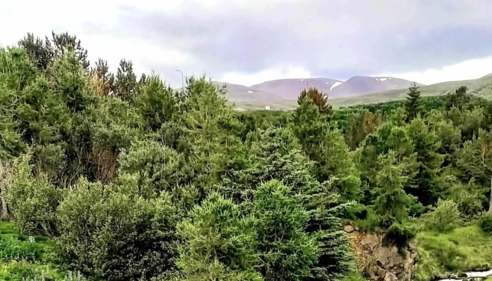 Litli Skogur Sauðarkrokur - Sauðárkrókur