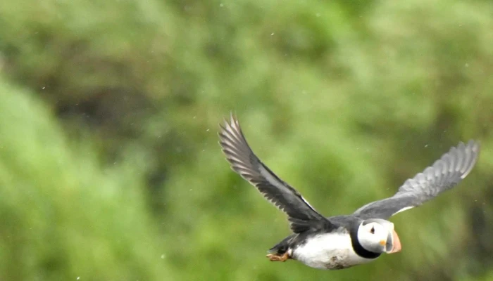 Mr Puffin   Bird Watching Reykjavik Aætlun - Reykjavík