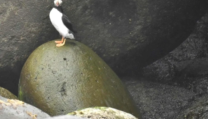 Mr Puffin   Bird Watching Reykjavik Einkunn - Reykjavík