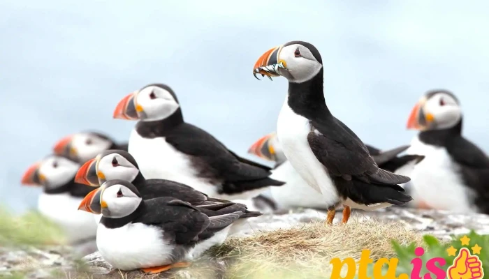 Mr Puffin   Bird Watching Reykjavik Ferðaþjonustufyrirtæki - Reykjavík
