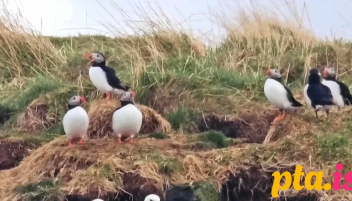 Mr Puffin   Bird Watching Reykjavik Myndskeid - Reykjavík