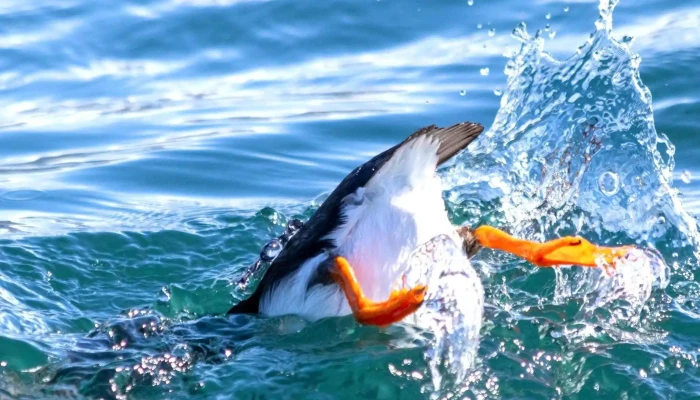 Mr Puffin   Bird Watching Reykjavik Reykjavik - Reykjavík