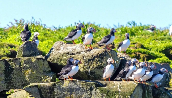 Mr Puffin   Bird Watching Reykjavik Simi - Reykjavík