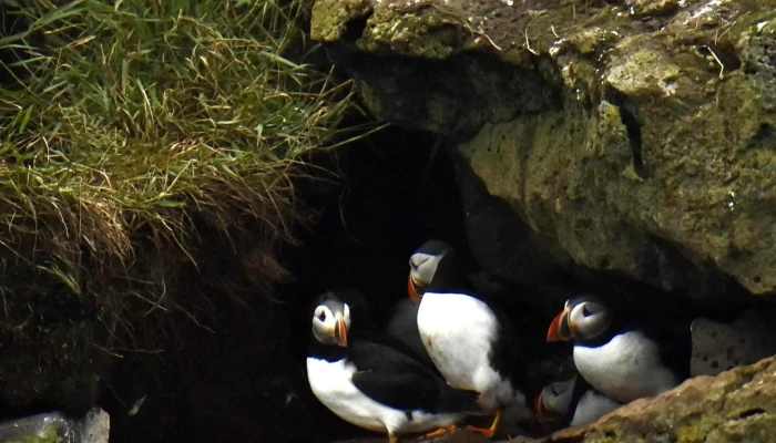 Mr Puffin   Bird Watching Reykjavik Svæði - Reykjavík