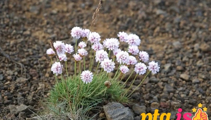 Nátthagi Garðplöntustöð - Nátthagi 816