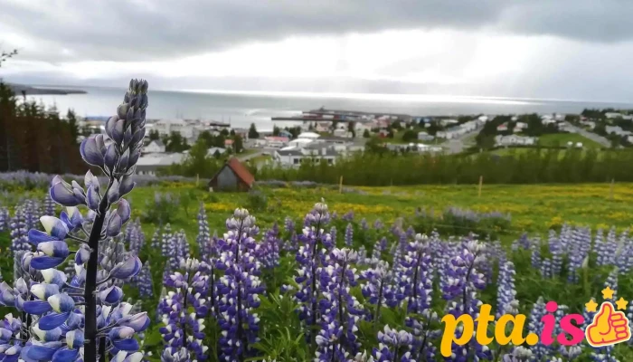 Skálamelur - Húsavík - 640 Húsavík