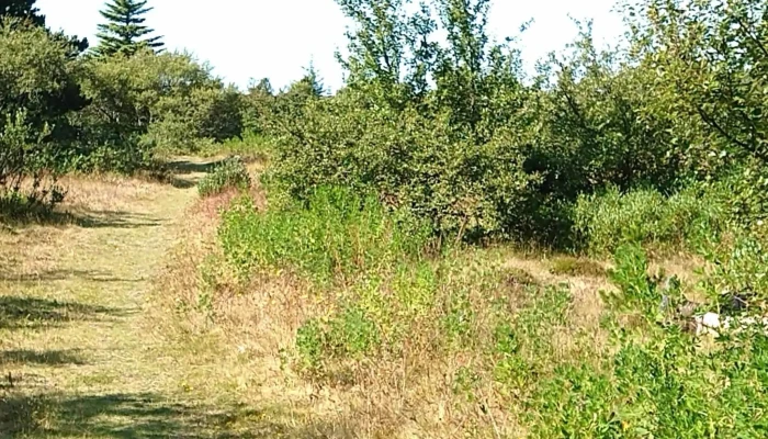Skograektarfelag Hafnarfjardar Aætlun - Hafnarfjörður
