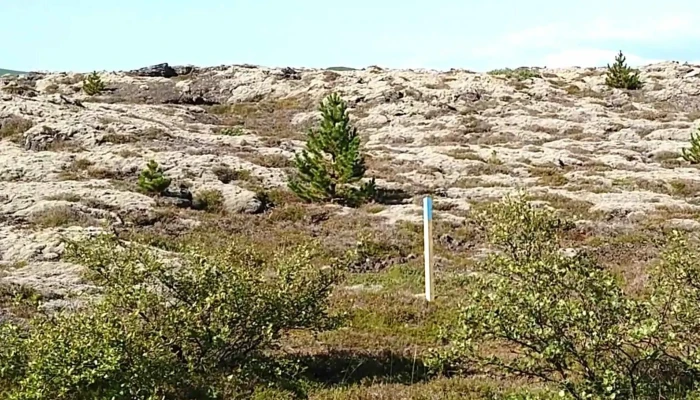 Skograektarfelag Hafnarfjardar Instagram - Hafnarfjörður