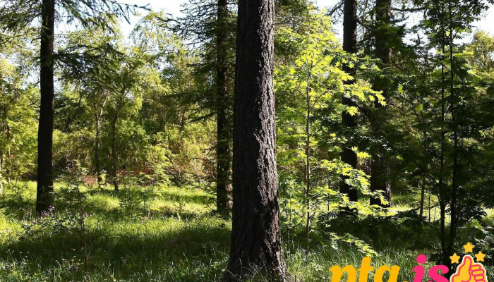 Skógræktin - Icelandic Forest Service - Egilsstaðir