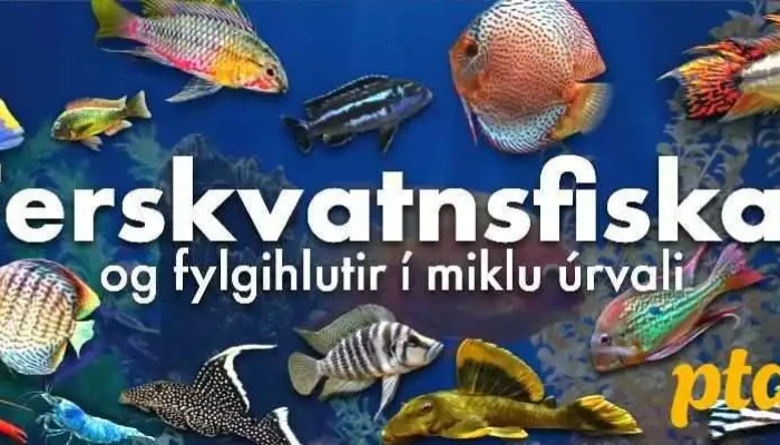 Skrautfiskar -  Fiskabur - Reykjavík