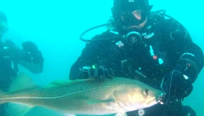 Strytan Divecenter Afslættir - Laufás