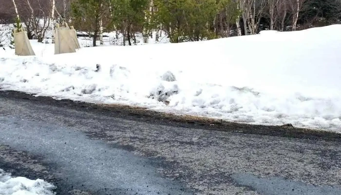 Trjasafnid Almenningsgarður - Kópavogur