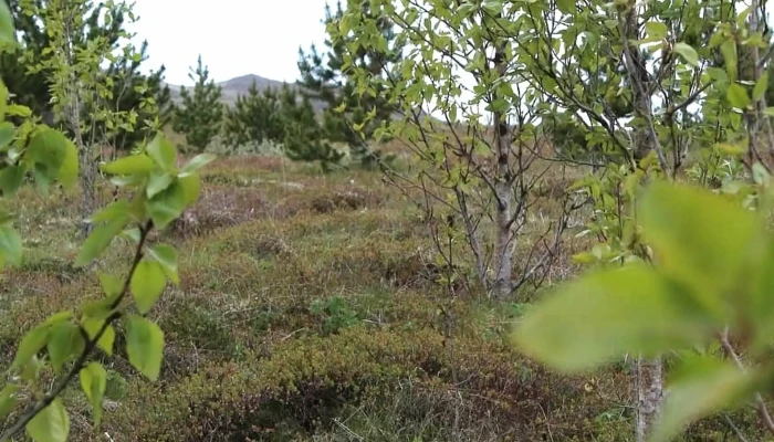 Utilifsmidstod Skata Ulfljotsvatni Heimilisfang - Selfoss
