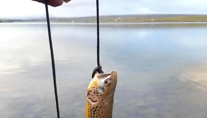 Veidihornid Vefsiða - Reykjavík