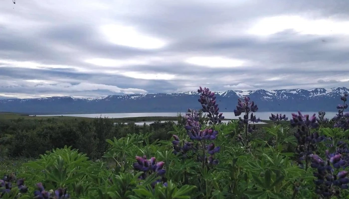 Vinbudin Myndbond - Húsavík
